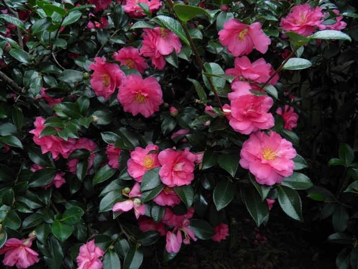 Shishi Gashira Camellia - Camellia sasanqua 'Shishi Gashira' from Berwyn Plants
