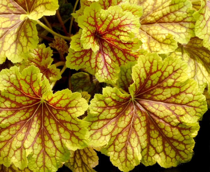 Red Lightning Coral Bells - Heuchera from Berwyn Plants