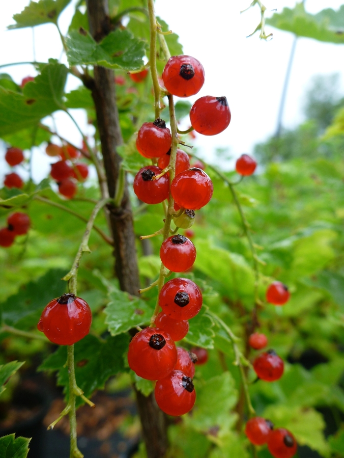 Red Lake Currant - Ribes rubrum from Berwyn Plants