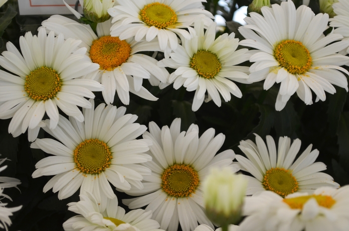 Sweet Daisy 'Christine' - Leucanthemum maximum (Daisy) from Berwyn Plants