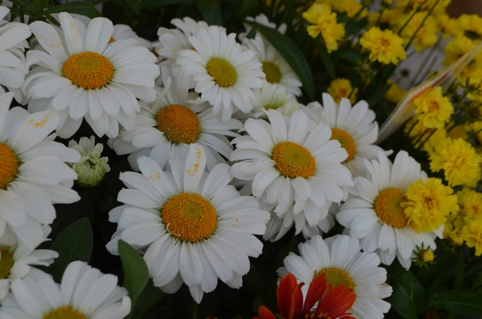 Sweet Daisy 'Jane' - Leucanthemum maximum (Daisy) from Berwyn Plants