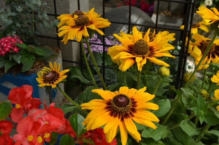 'Denver Daisy™' Black-Eyed Susan - Rudbeckia hirta from Berwyn Plants