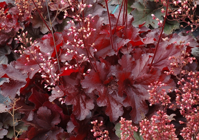 Forever® Red Coral Bells - Heuchera x 'TNHEUFR' from Berwyn Plants
