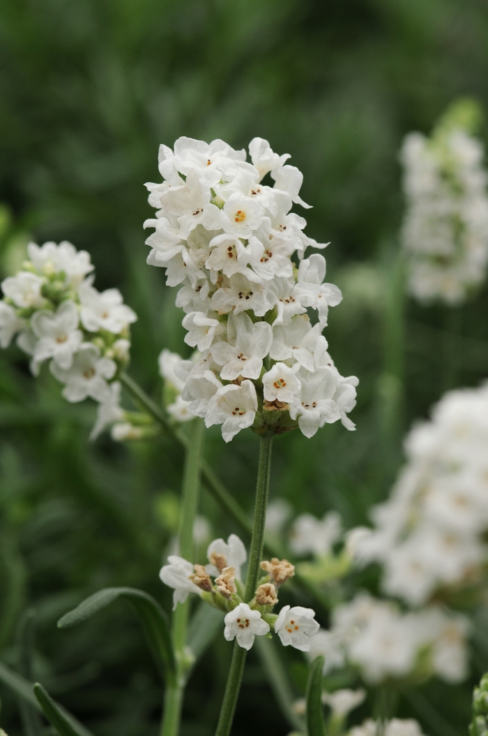 Ellagance 'Snow' - Lavandula angustifolia (English Lavender) from Berwyn Plants