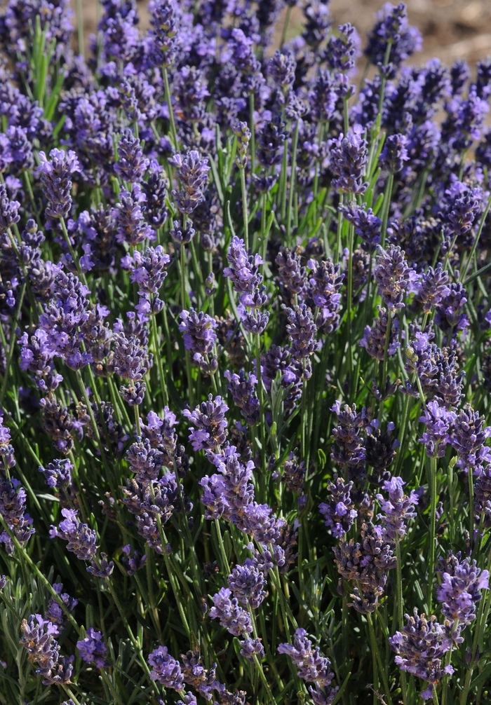 'SuperBlue' English Lavender - Lavandula angustifolia from Berwyn Plants
