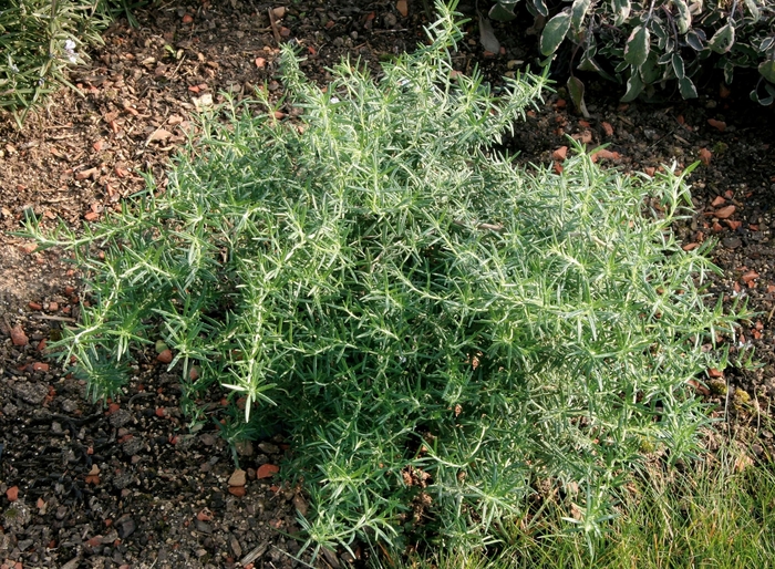 'Prostratus' Creeping Rosemary - Rosmarinus officinalis from Berwyn Plants