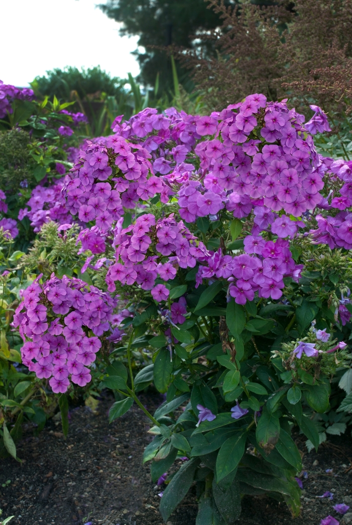 Flame® Purple Flame Phlox - Phlox paniculata (Garden Phlox) from Berwyn Plants