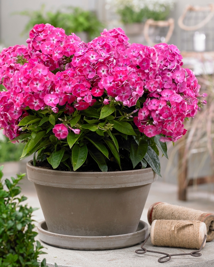 Bambini&reg; Sweet Tart Phlox - Phlox paniculata 'Versweta' from Berwyn Plants
