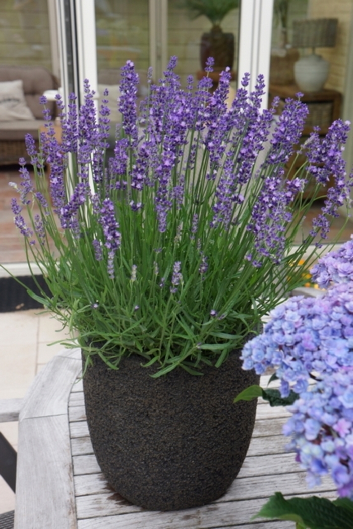 Big Time Blue English Lavender - Lavandula angustifolia from Berwyn Plants