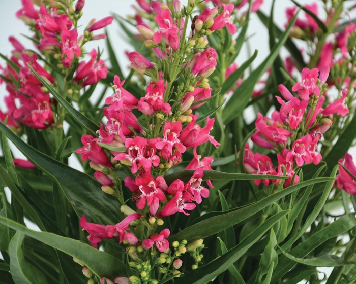 Rock Candy® 'Ruby' - Penstemon from Berwyn Plants