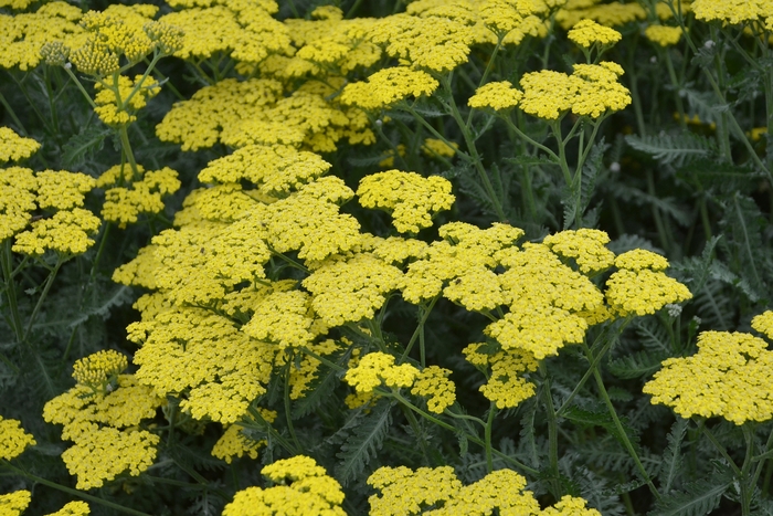 Sassy Summer Lemon Yarrow - Achillea millefolium ‘Sassy Summer Lemon’ from Berwyn Plants
