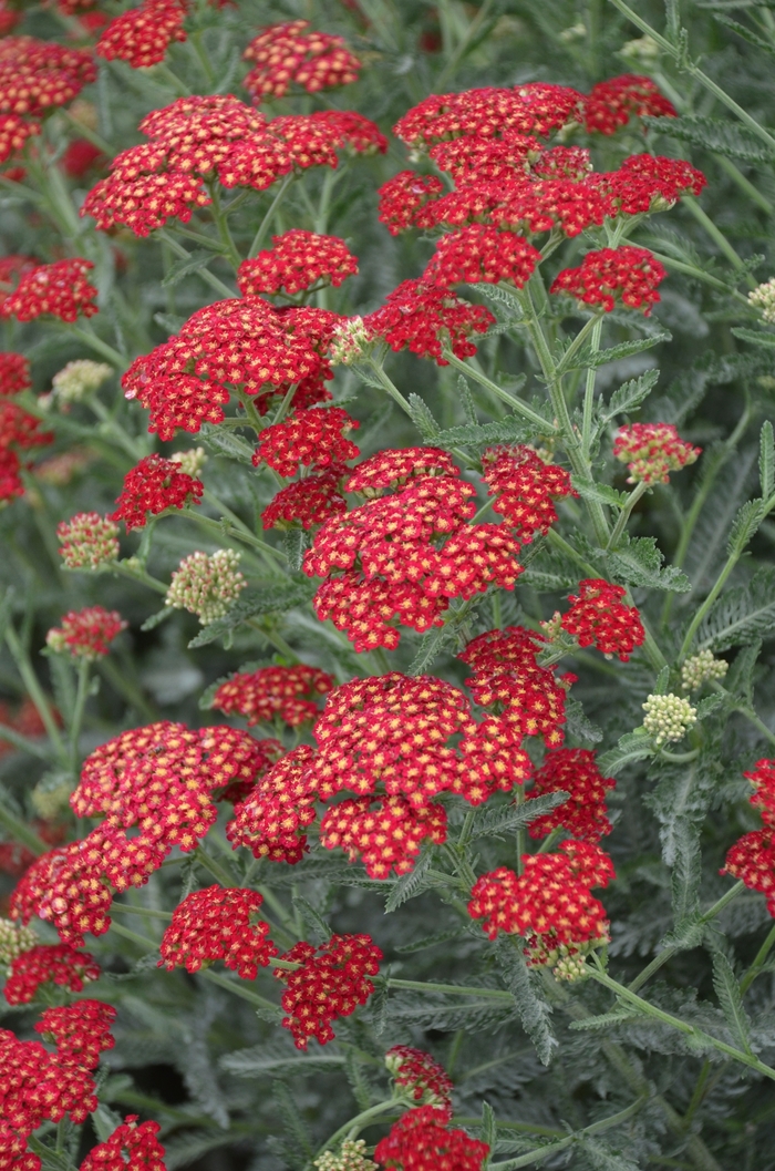 Sassy Summer Sangria Yarrow - Achillea millefolium 'Sassy Summer Sangria' from Berwyn Plants