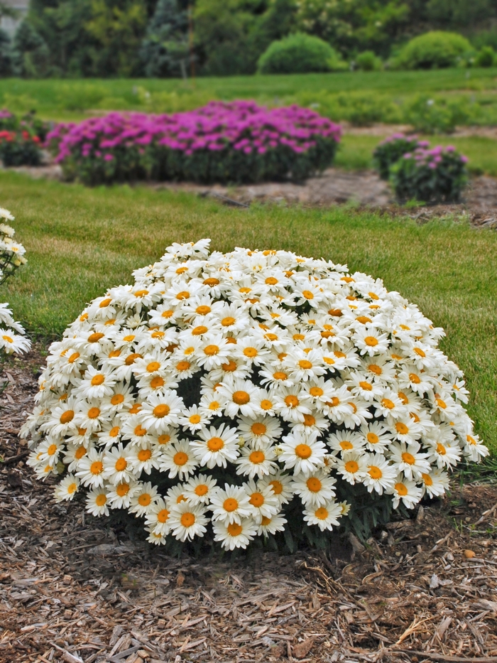 Whoops-A-Daisy Shasta Daisy - Leucanthemum x superbum from Berwyn Plants