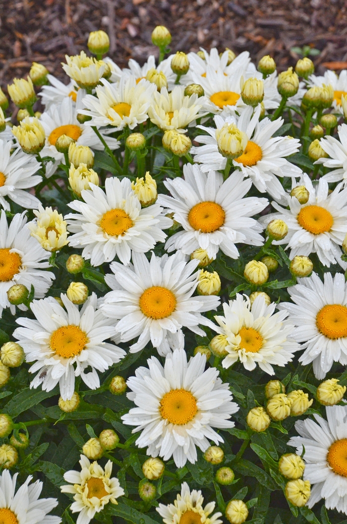 Cream Puff Shasta Daisy - Leucanthemum x superbum from Berwyn Plants