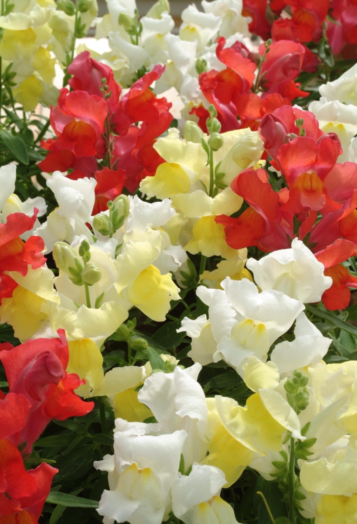 Citrus Mix Snapshot&trade; Snapdragon - Antirrhinum majus (Snapdragon) from Berwyn Plants