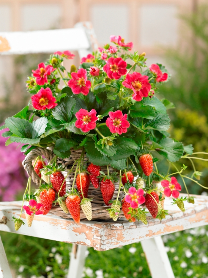 Tristan Strawberry - Fragaria ananassa 'Tristan' from Berwyn Plants