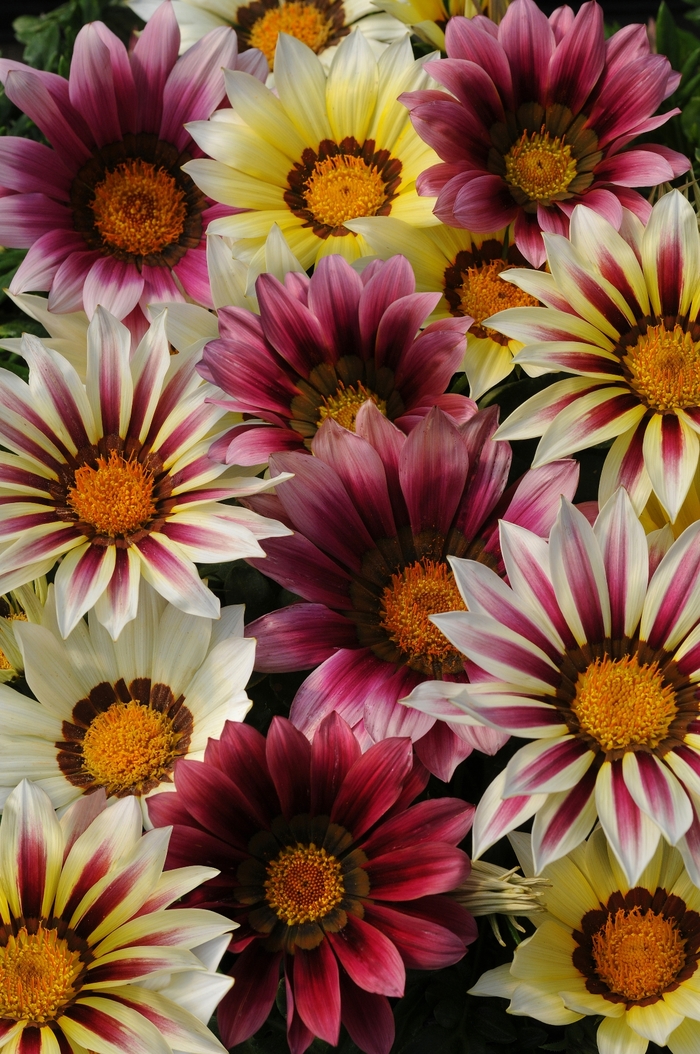 New Day&reg; Strawberry Shortcake Gazania Mix - Gazania rigens from Berwyn Plants
