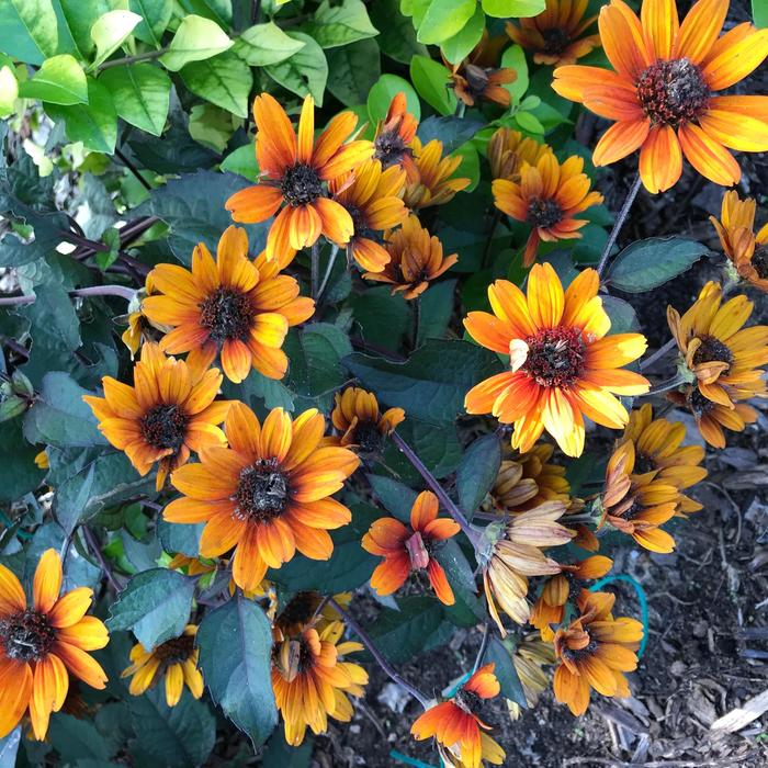Bleeding Hearts False Sunflower - Heliopsis helianthoides var. scabra from Berwyn Plants