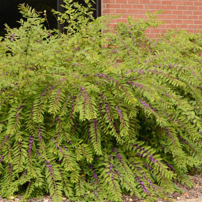 Issai Beautyberry - Callicarpa dichotoma from Berwyn Plants