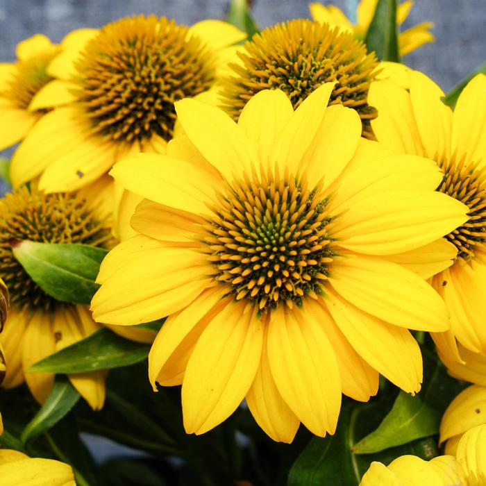 Sombrero Poco™ Yellow - Echinacea purpurea (Coneflower) from Berwyn Plants