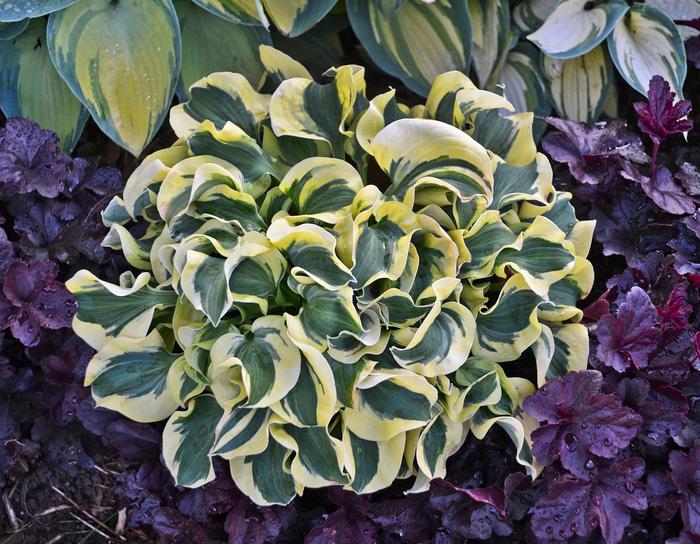 'Mini Skirt' Hosta, Plantain Lily - Hosta from Berwyn Plants