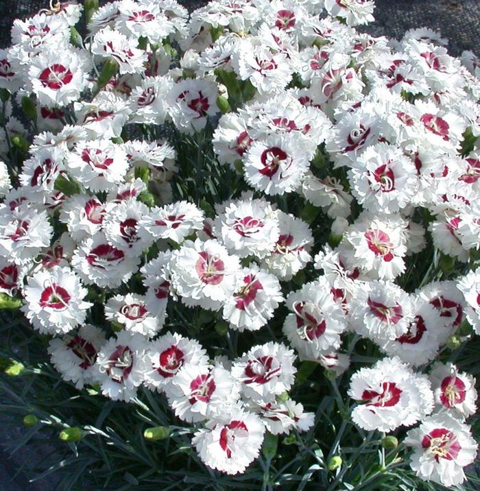 Scent First&reg; Coconut Surprise Dianthus - Dianthus Hybrid ‘WP05 Yves' from Berwyn Plants
