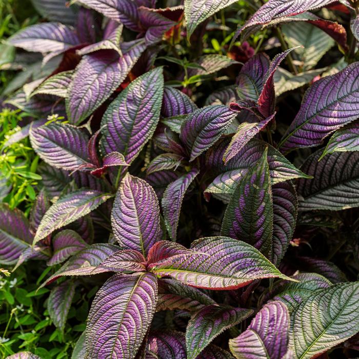 Persian Shield - Strobilanthes dyerianus from Berwyn Plants