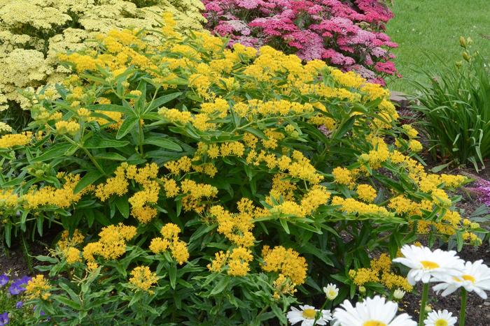 'Hello Yellow' Butterfly Milkweed - Asclepias tuberosa from Berwyn Plants