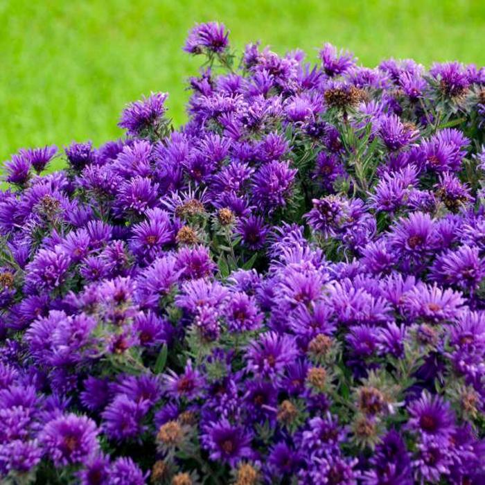 Grape Crush Aster - Symphyotrichum novae-angliae 'Grape Crush' from Berwyn Plants