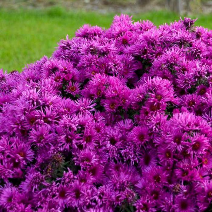 Pink Crush Aster - Symphyotrichum novae-angliae 'Pink Crush' from Berwyn Plants