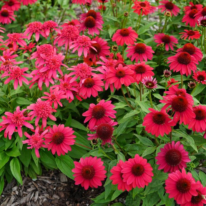 Sombrero® Baja Burgundy Coneflower - Echinacea x hybrida from Berwyn Plants