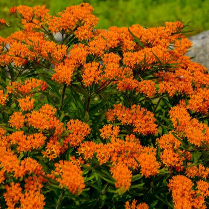 Butterfly Milkweed - Asclepias tuberosa from Berwyn Plants