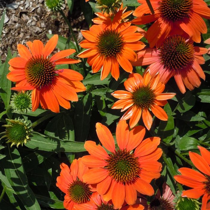Artisan™ 'Soft Orange' - Echinacea (Coneflower) from Berwyn Plants