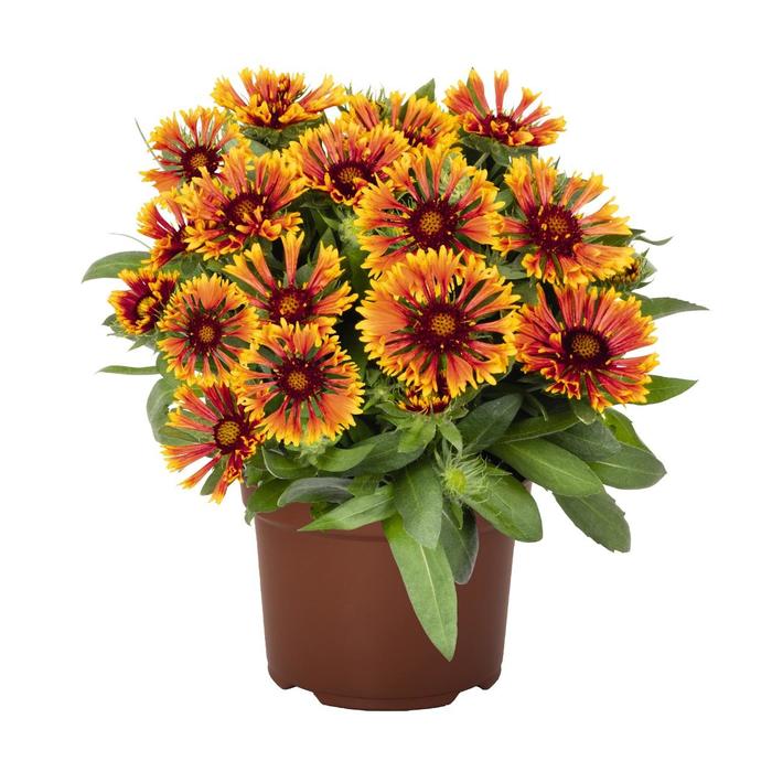 SpinTop&trade; Mariachi Copper Sun Blanket Flower - Gaillardia aristata from Berwyn Plants