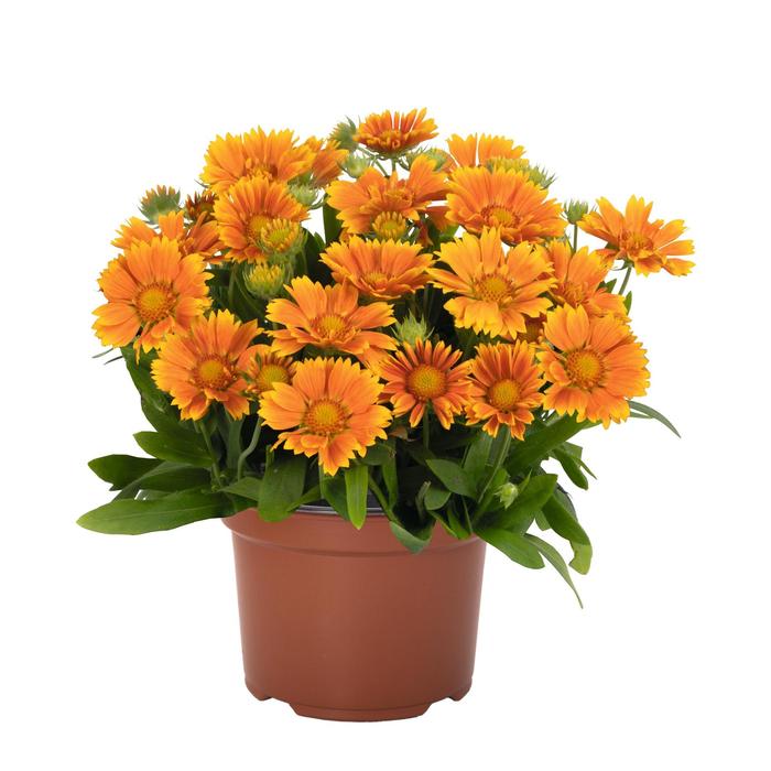 SpinTop™ Mango Blanket Flower - Gaillardia aristata from Berwyn Plants