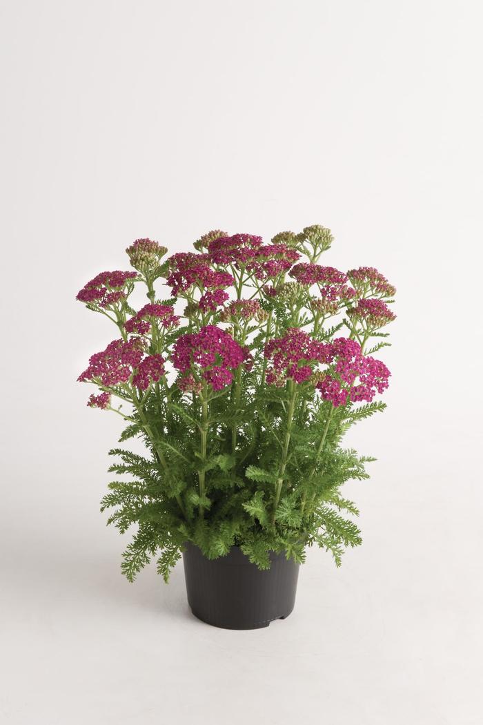 Milly Rock&trade; Rose Yarrow - Achillea millefolium from Berwyn Plants