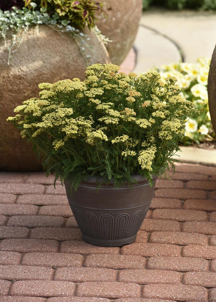 Milly Rock&trade; Yellow Yarrow - Achillea millefolium from Berwyn Plants