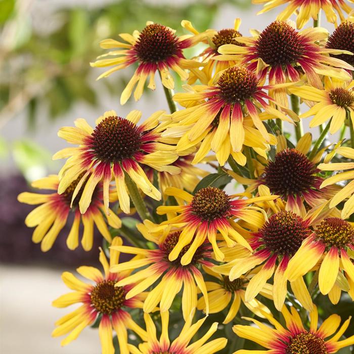 SunSeekers Tequila Sunrise Coneflower - Echinacea hybrid from Berwyn Plants
