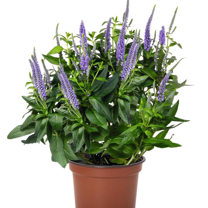 Candela Hot Pink Veronica - Veronica longifolia from Berwyn Plants