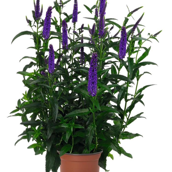 'Candela Purple' - Veronica longifolia from Berwyn Plants