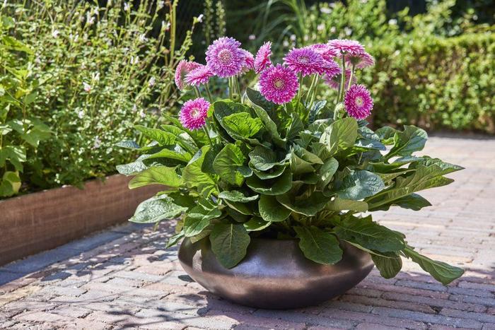 Garvinea&reg; Majestic Purple Gerbera Daisy - Gerbera jamesonii from Berwyn Plants