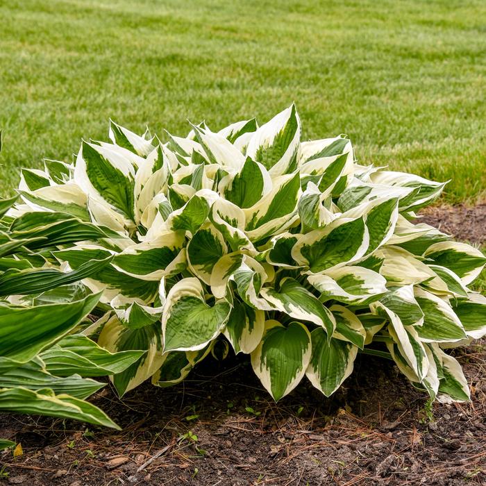 'Patriot' Hosta, Plantain Lily - Hosta from Berwyn Plants