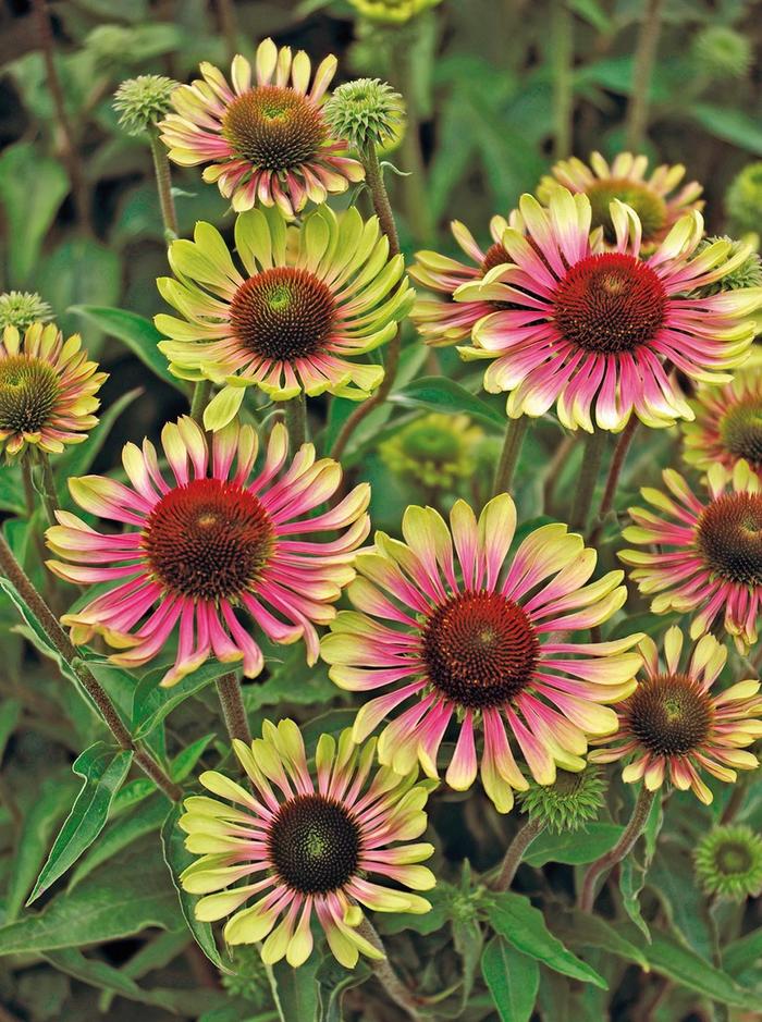 'Green Twister' Coneflower - Echinacea purpurea from Berwyn Plants