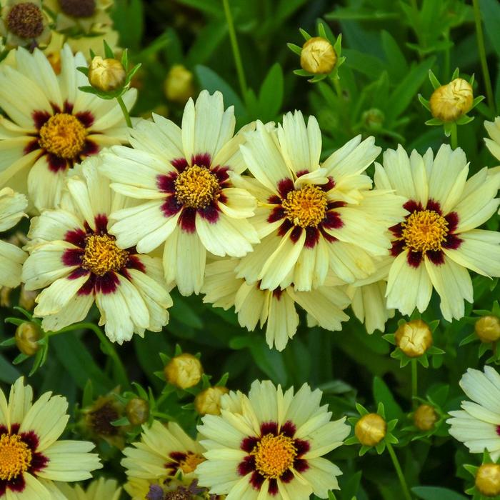 UpTick™ 'Cream & Red' - Coreopsis (Tickseed) from Berwyn Plants