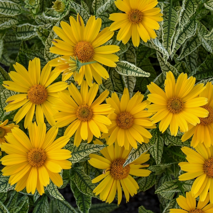 Sunstruck False Sunflower - Heliopsis helianthoides 'Sunstruck' from Berwyn Plants
