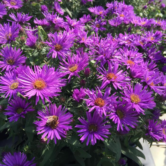 Purple Dome Aster - Symphyotrichum novae-angliae 'Purple Dome' from Berwyn Plants