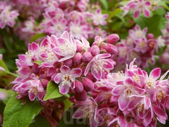 Strawberry Fields Deutzia (3 Gallon) - Deutzia from Berwyn Plants