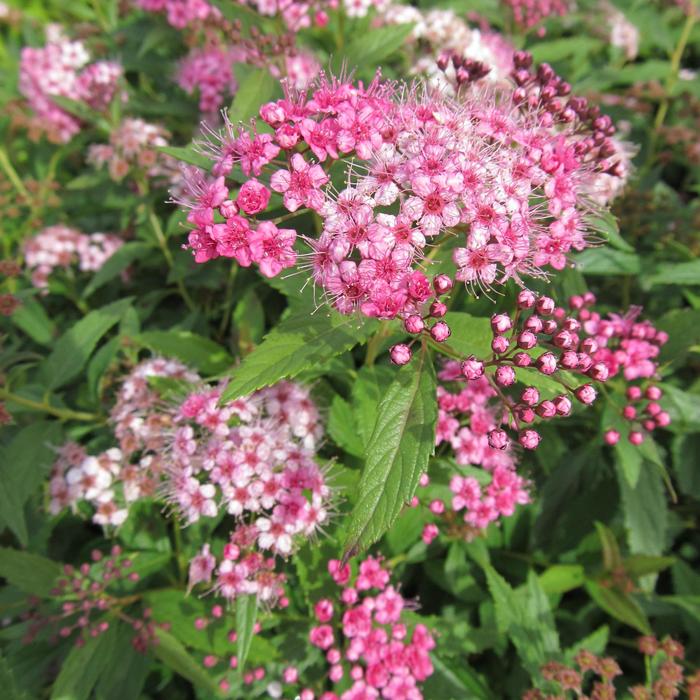 Shirobana Spirea - Spiraea x bumalda from Berwyn Plants