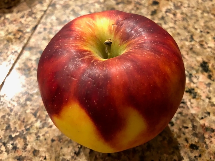 King David Apple (Semi-Standard) - Malus domestica 'King David' from Berwyn Plants