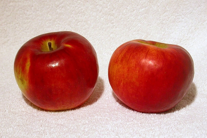 Cortland Apple (Semi-Dwarf) - Malus domestica 'Cortland' from Berwyn Plants